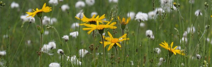 Grafik nach dem Stellenangebot